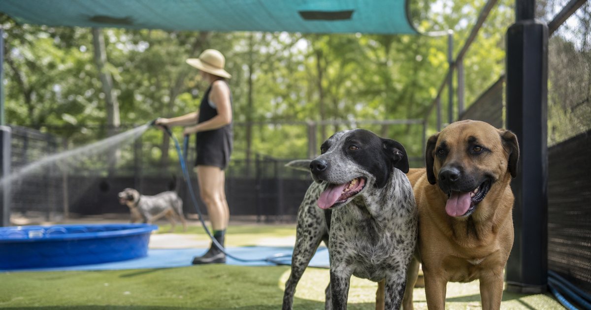 Shaded outdoor dog daycare yard on a bright summer day with a kiddie pool, a handler in a sun hat spraying a hose while two panting dogs stand in the shade of a canopy
