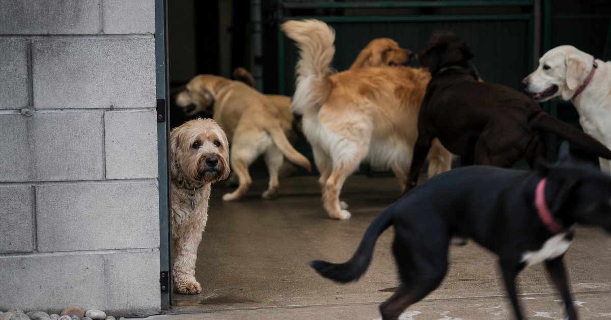 Which Signs Show a Dog Is Not Enjoying Daycare Anymore?